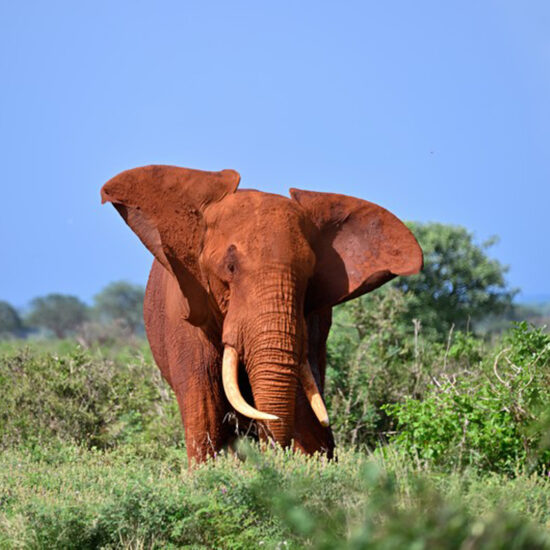 Kokowa Africa Safaris Kenia